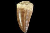 Mosasaur (Prognathodon) Tooth - Morocco #74973-1